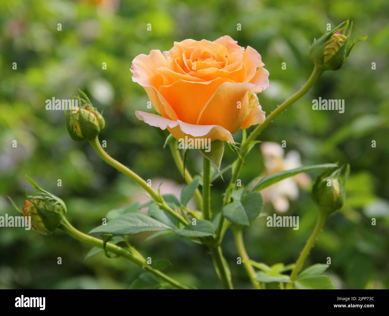Belle rose jaune fleur dans un jardin. Banque D'Images