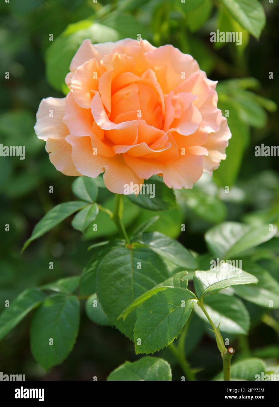 Belle rose jaune fleur dans un jardin. Banque D'Images