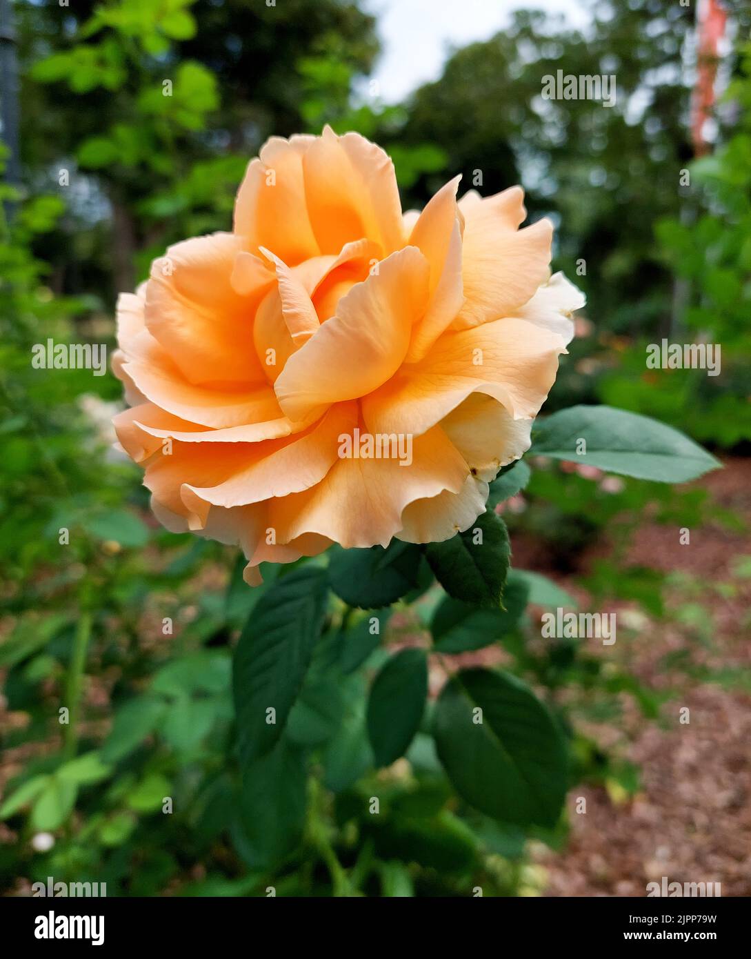 Belle rose jaune fleur dans un jardin. Banque D'Images
