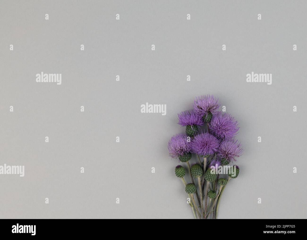 Composition minimaliste motif floral de mauve chardon à lait fleurs épis sur fond gris. Pose à plat Banque D'Images