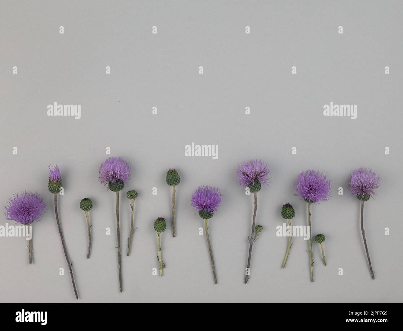 Composition minimaliste motif floral de mauve chardon à lait fleurs épis sur fond gris. Pose à plat Banque D'Images