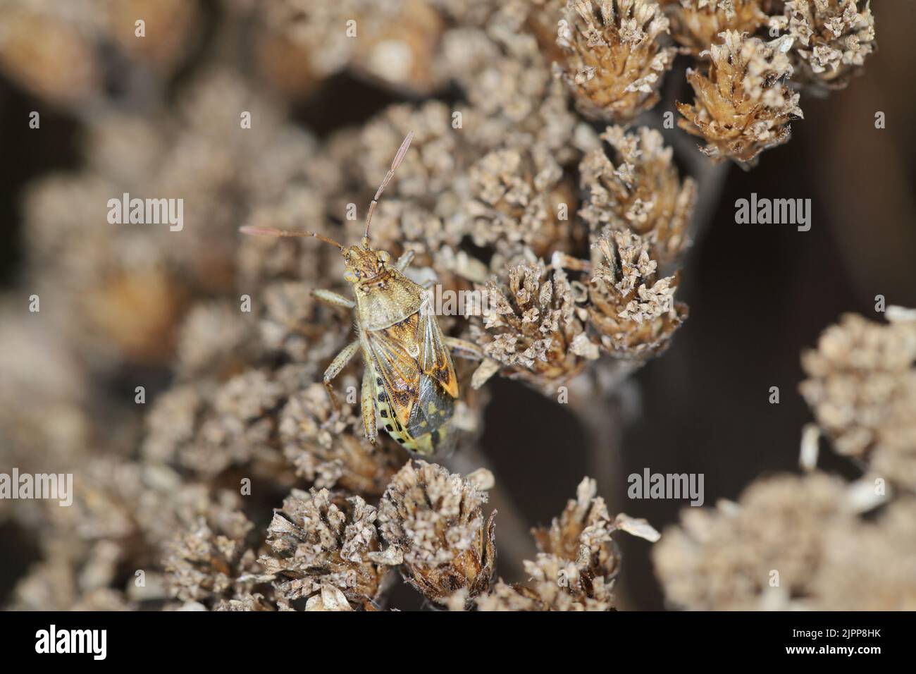 Bugs vrais ( Hemiptera ) gros plan de l'insecte Rhopalide Rhopalidae. Banque D'Images