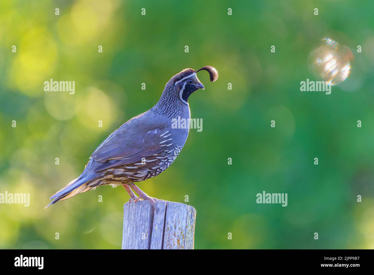 Un caille mâle de Californie (Callipepla californica) perçant sur un poteau en bois Banque D'Images