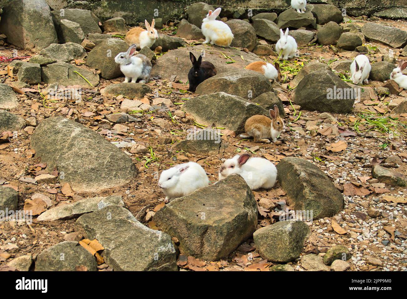 Lapins dans le temple du lapin, le Wat Pra Putthabat Phu Kwai Ngoen à Chiang Khan, province de Loei, Thaïlande Banque D'Images