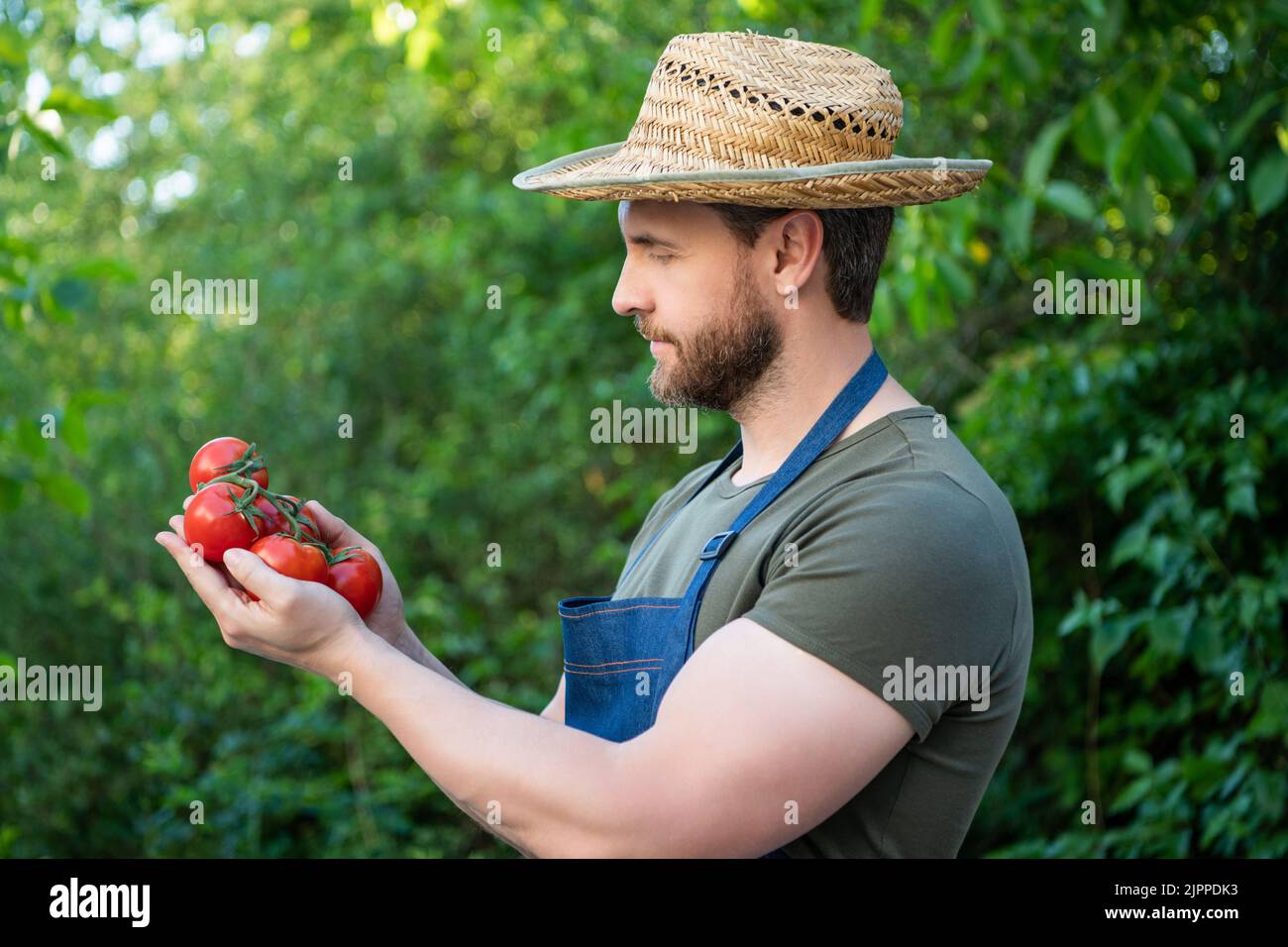 fermier en chapeau de paille avec bouquet de tomates Banque D'Images