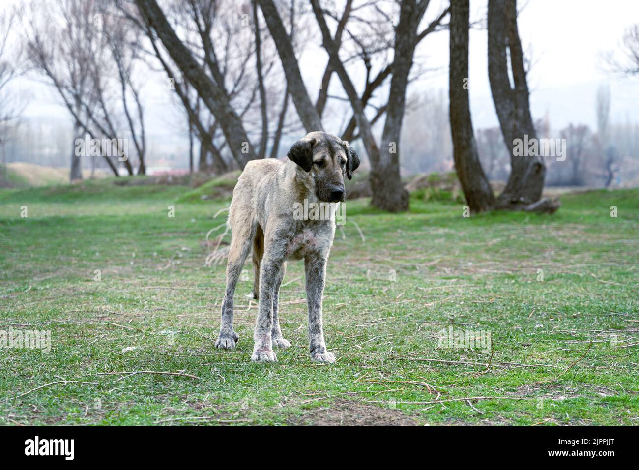 Chien faible assis sur un terrain vert Banque D'Images