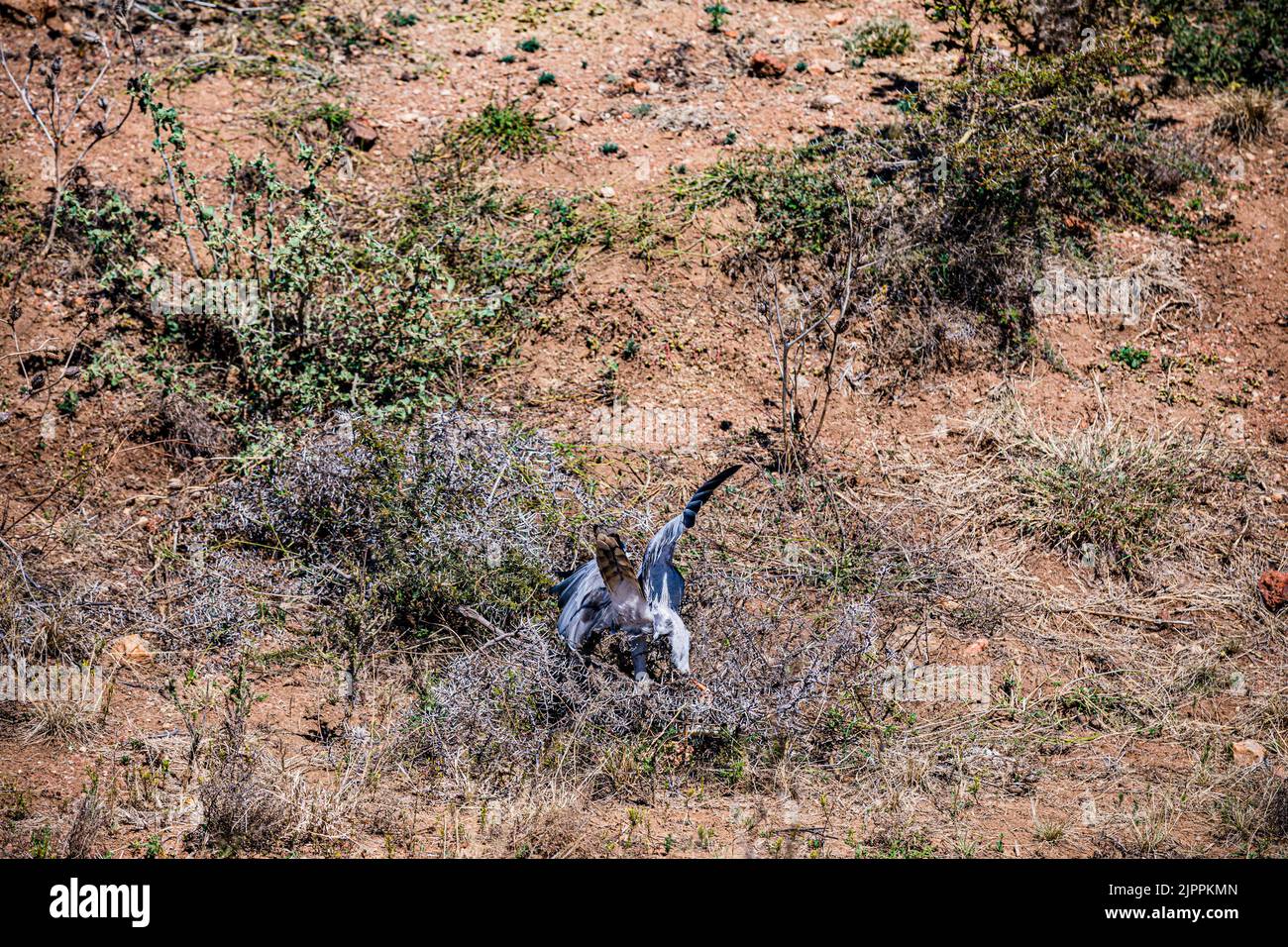 L'oiseau secrétaire a traditionnellement été admiré en Afrique pour son apparence frappante et sa capacité à faire face aux ravageurs et serpents Maasai Mara National Banque D'Images