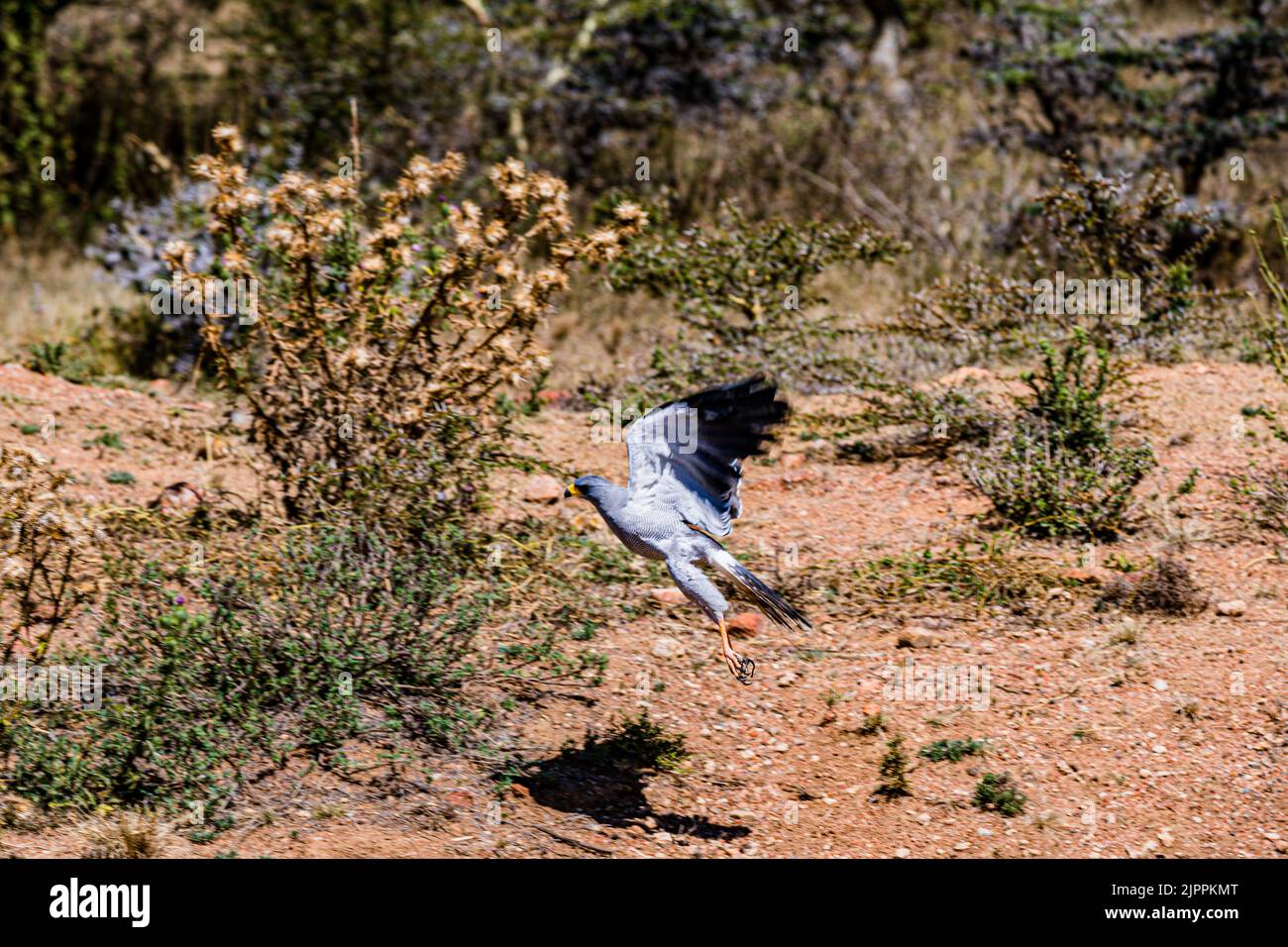 L'oiseau secrétaire a traditionnellement été admiré en Afrique pour son apparence frappante et sa capacité à faire face aux ravageurs et serpents Maasai Mara National Banque D'Images