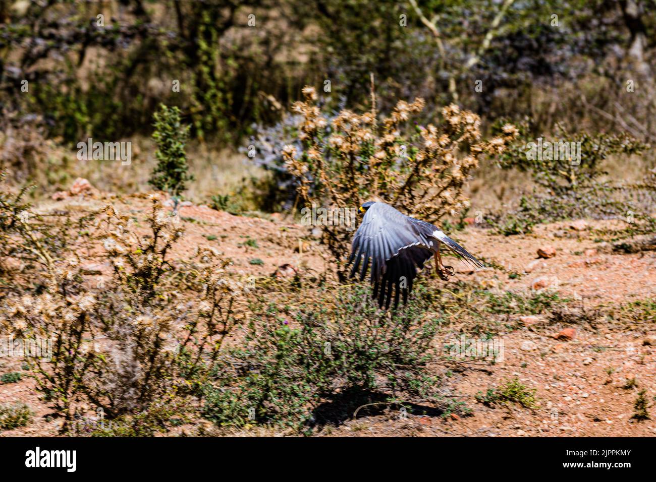 L'oiseau secrétaire a traditionnellement été admiré en Afrique pour son apparence frappante et sa capacité à faire face aux ravageurs et serpents Maasai Mara National Banque D'Images