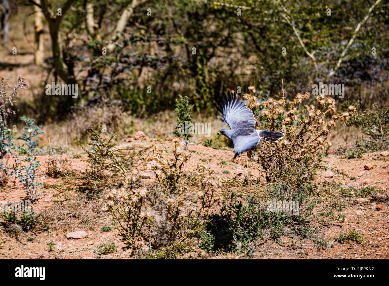 L'oiseau secrétaire a traditionnellement été admiré en Afrique pour son apparence frappante et sa capacité à faire face aux ravageurs et serpents Maasai Mara National Banque D'Images
