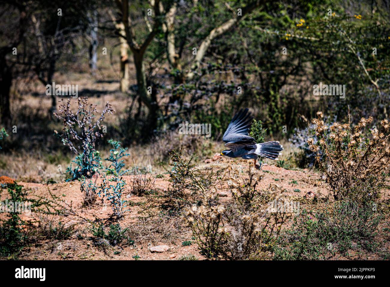L'oiseau secrétaire a traditionnellement été admiré en Afrique pour son apparence frappante et sa capacité à faire face aux ravageurs et serpents Maasai Mara National Banque D'Images