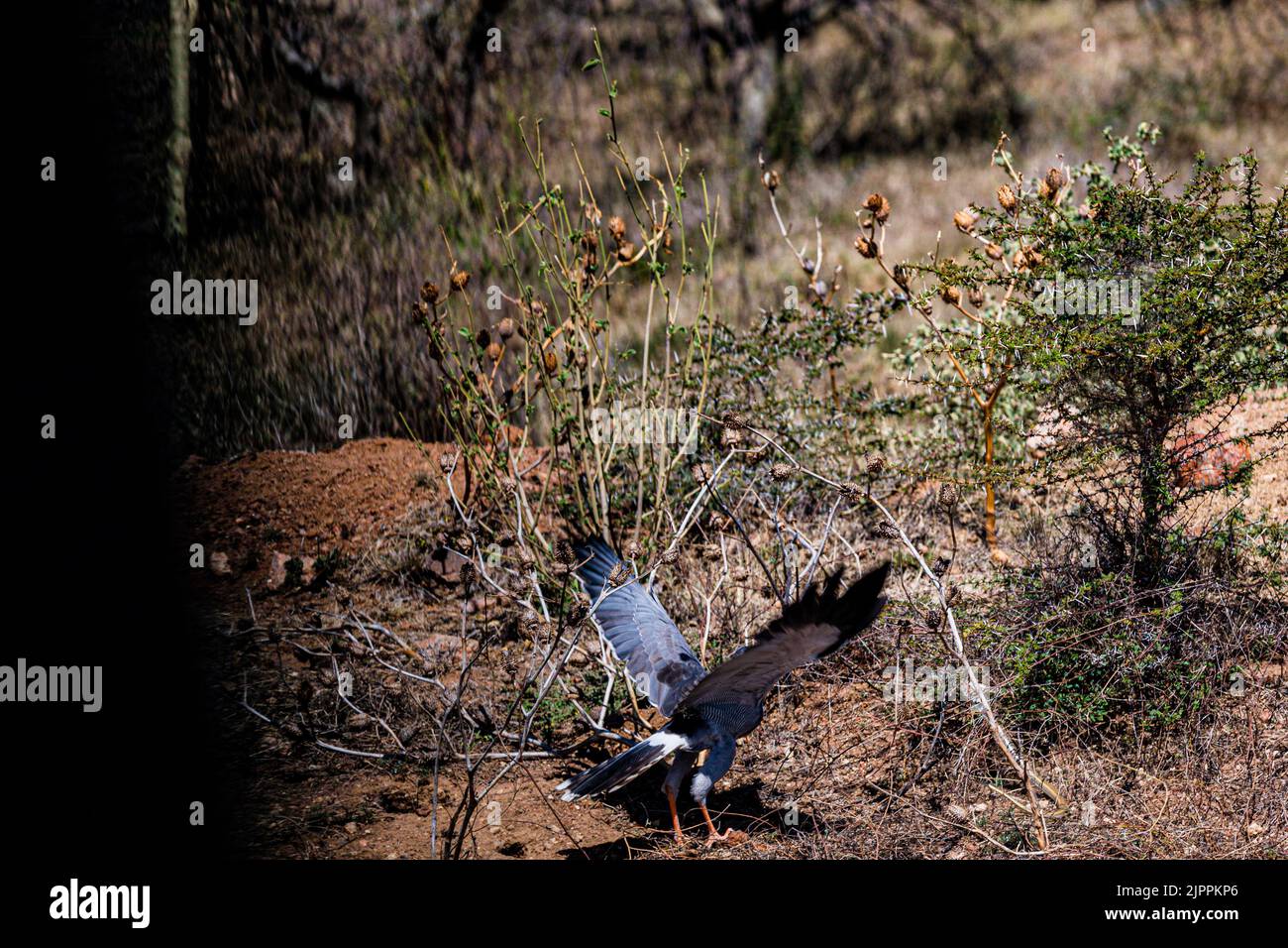 L'oiseau secrétaire a traditionnellement été admiré en Afrique pour son apparence frappante et sa capacité à faire face aux ravageurs et serpents Maasai Mara National Banque D'Images
