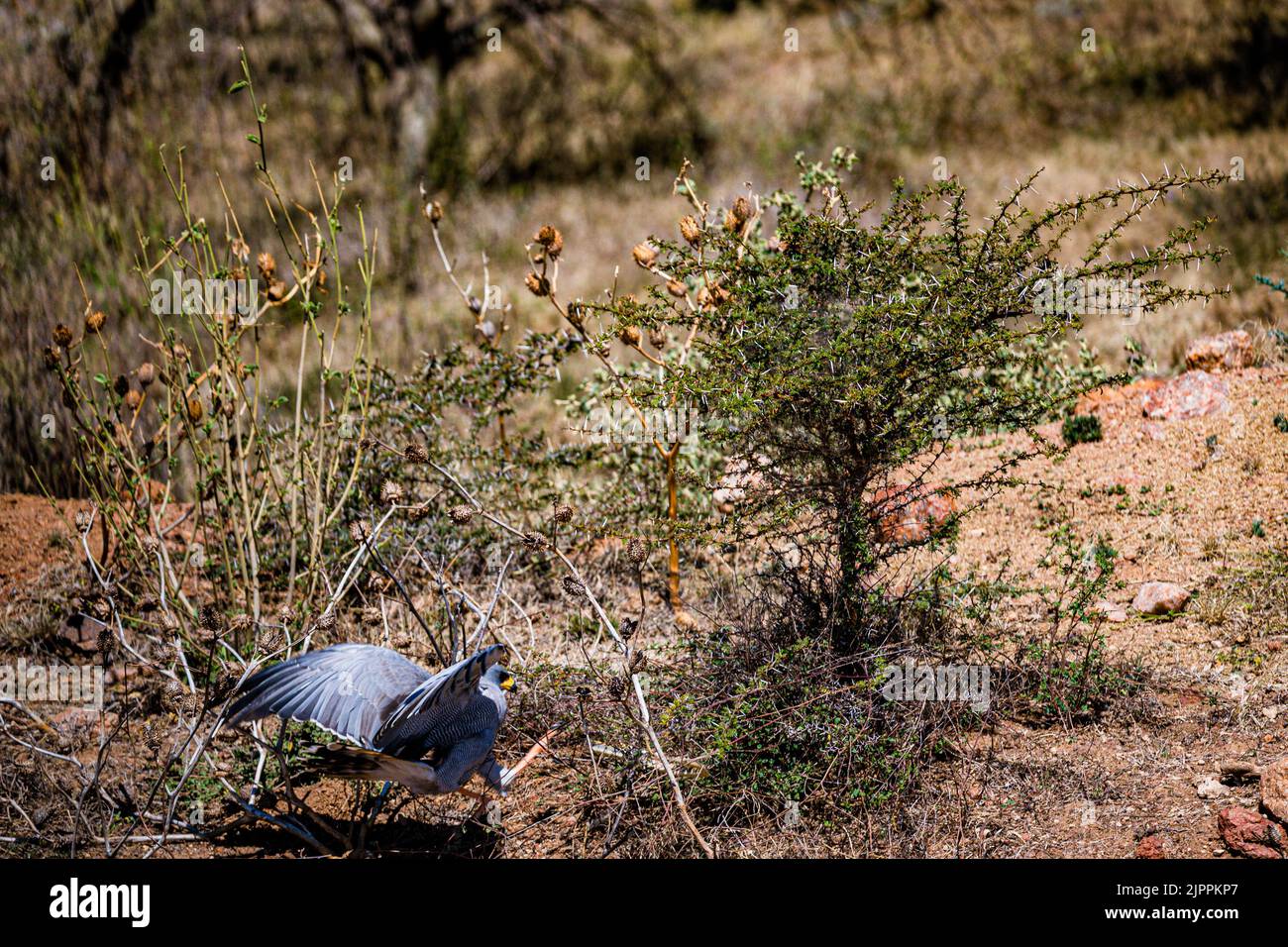 L'oiseau secrétaire a traditionnellement été admiré en Afrique pour son apparence frappante et sa capacité à faire face aux ravageurs et serpents Maasai Mara National Banque D'Images
