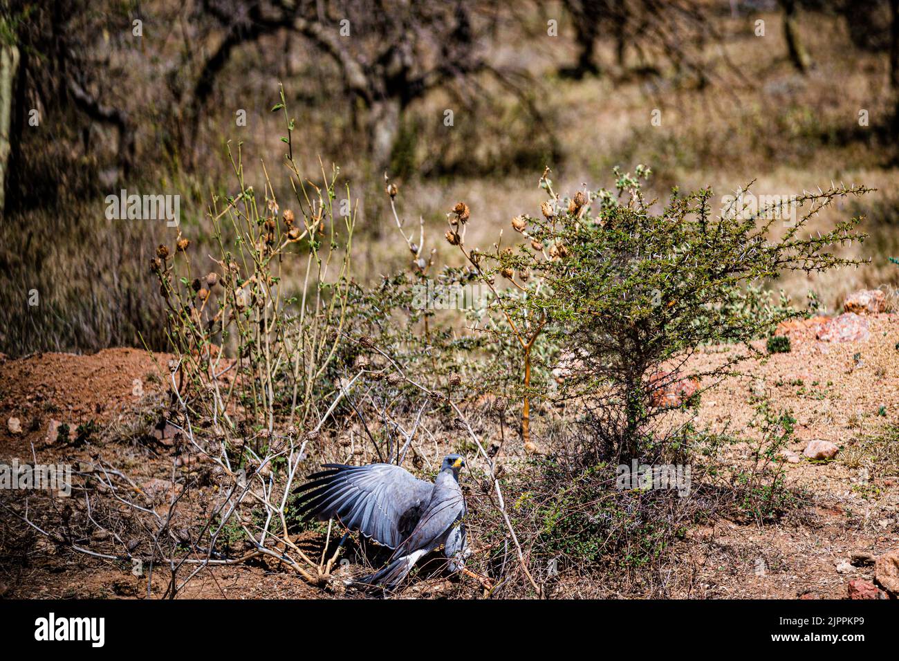 L'oiseau secrétaire a traditionnellement été admiré en Afrique pour son apparence frappante et sa capacité à faire face aux ravageurs et serpents Maasai Mara National Banque D'Images