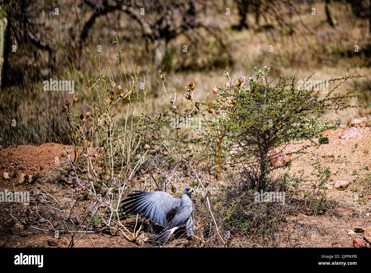 L'oiseau secrétaire a traditionnellement été admiré en Afrique pour son apparence frappante et sa capacité à faire face aux ravageurs et serpents Maasai Mara National Banque D'Images