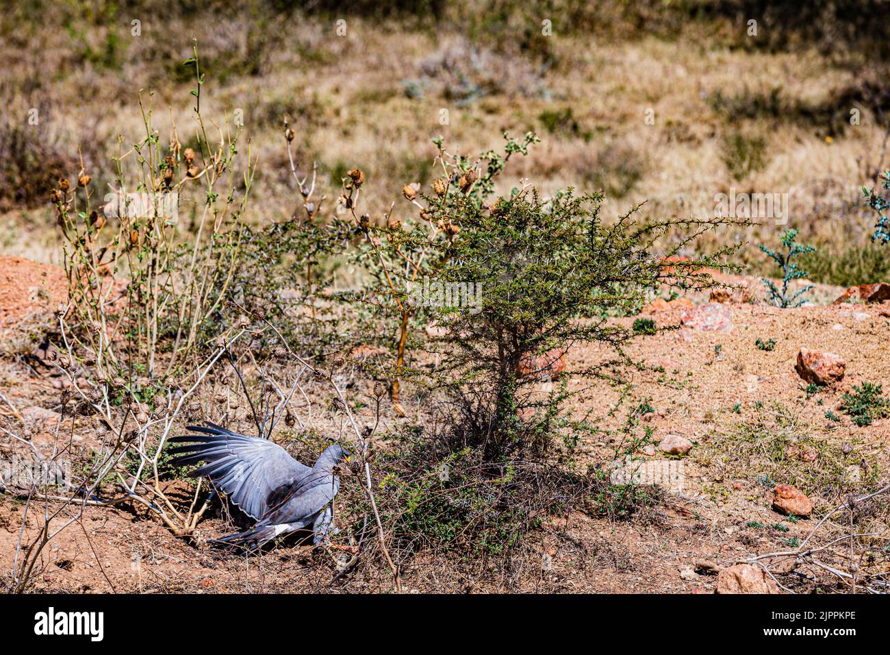 L'oiseau secrétaire a traditionnellement été admiré en Afrique pour son apparence frappante et sa capacité à faire face aux ravageurs et serpents Maasai Mara National Banque D'Images