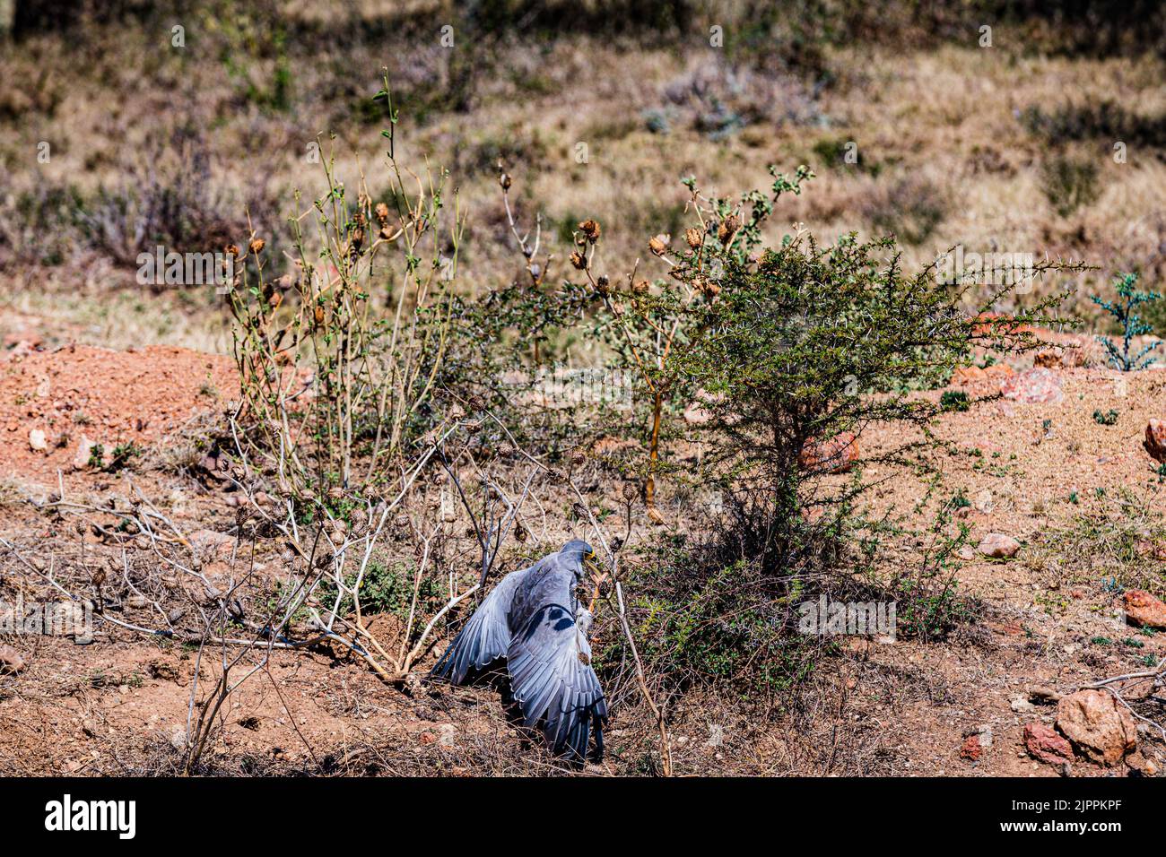 L'oiseau secrétaire a traditionnellement été admiré en Afrique pour son apparence frappante et sa capacité à faire face aux ravageurs et serpents Maasai Mara National Banque D'Images
