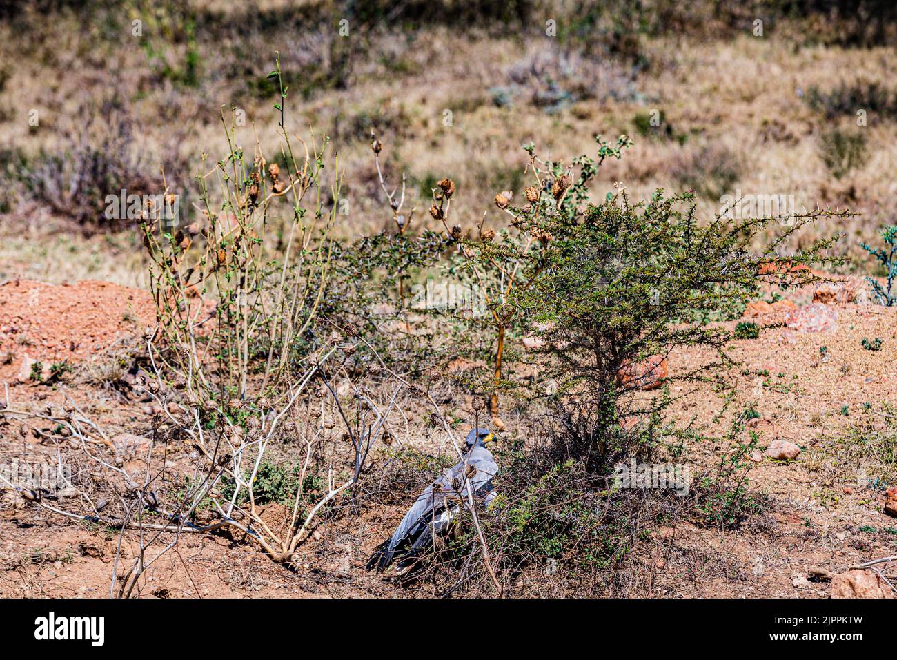 L'oiseau secrétaire a traditionnellement été admiré en Afrique pour son apparence frappante et sa capacité à faire face aux ravageurs et serpents Maasai Mara National Banque D'Images