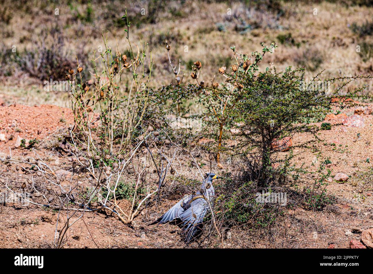 L'oiseau secrétaire a traditionnellement été admiré en Afrique pour son apparence frappante et sa capacité à faire face aux ravageurs et serpents Maasai Mara National Banque D'Images