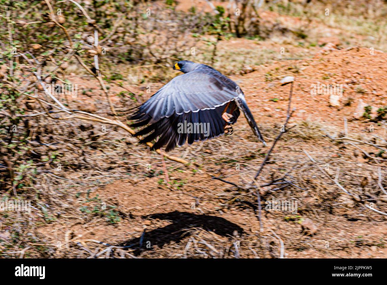 L'oiseau secrétaire a traditionnellement été admiré en Afrique pour son apparence frappante et sa capacité à faire face aux ravageurs et serpents Maasai Mara National Banque D'Images