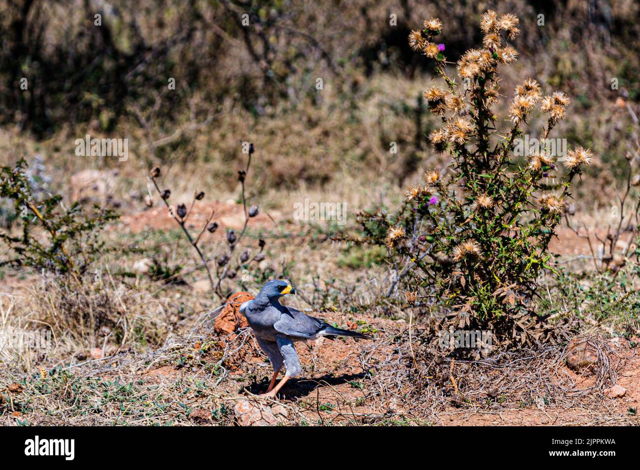 L'oiseau secrétaire a traditionnellement été admiré en Afrique pour son apparence frappante et sa capacité à faire face aux ravageurs et serpents Maasai Mara National Banque D'Images
