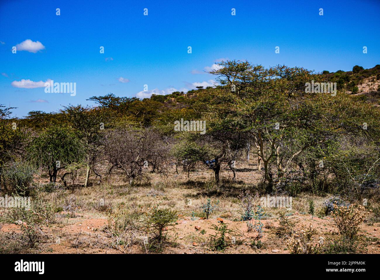 L'oiseau secrétaire a traditionnellement été admiré en Afrique pour son apparence frappante et sa capacité à faire face aux ravageurs et serpents Maasai Mara National Banque D'Images