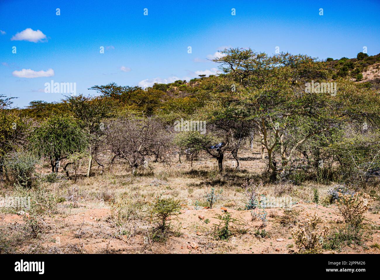 L'oiseau secrétaire a traditionnellement été admiré en Afrique pour son apparence frappante et sa capacité à faire face aux ravageurs et serpents Maasai Mara National Banque D'Images