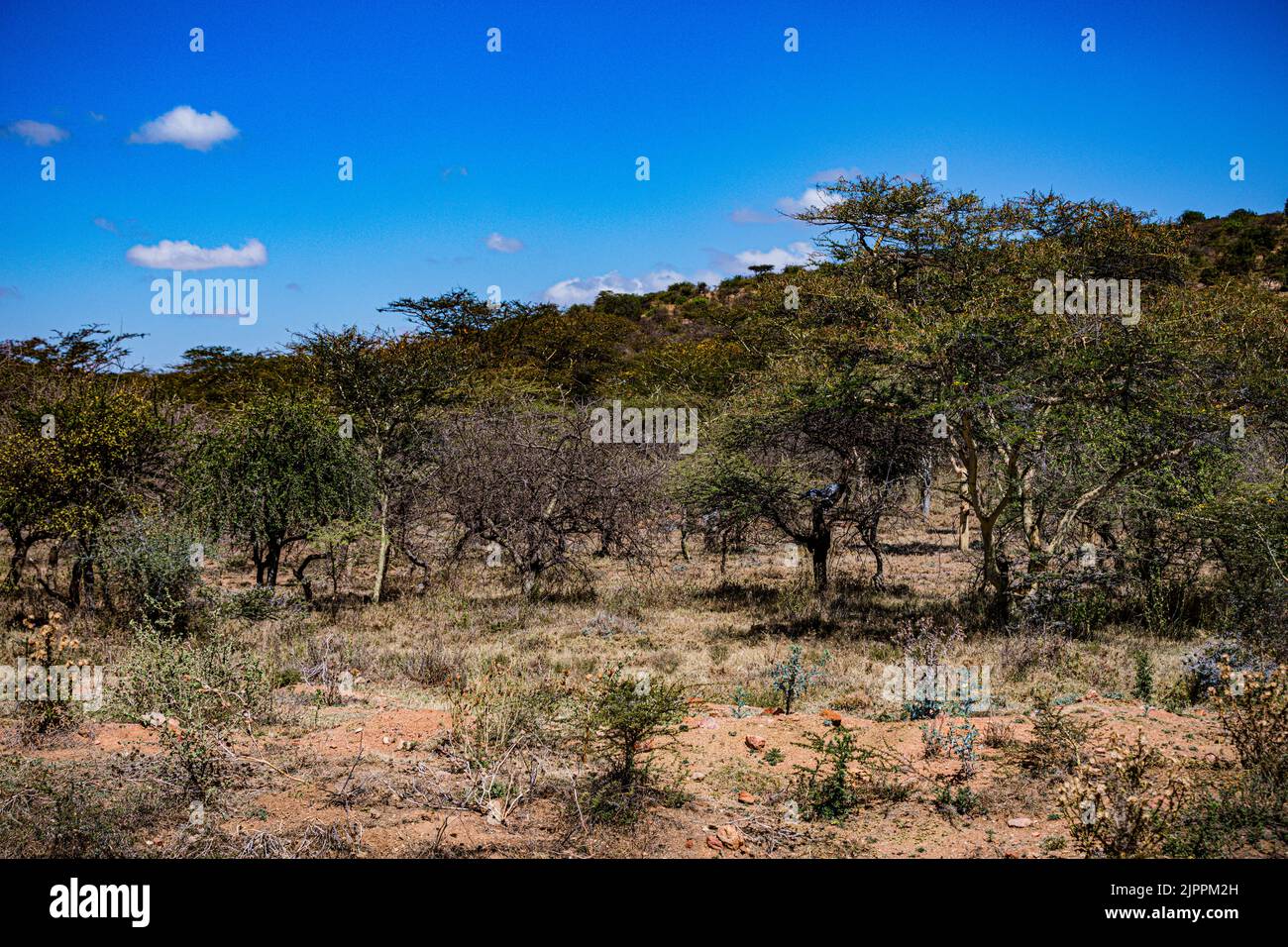 L'oiseau secrétaire a traditionnellement été admiré en Afrique pour son apparence frappante et sa capacité à faire face aux ravageurs et serpents Maasai Mara National Banque D'Images