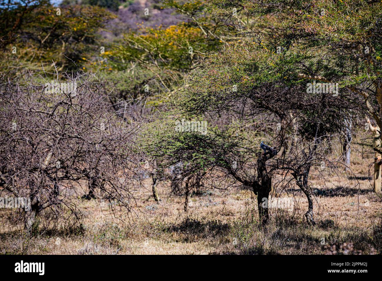 L'oiseau secrétaire a traditionnellement été admiré en Afrique pour son apparence frappante et sa capacité à faire face aux ravageurs et serpents Maasai Mara National Banque D'Images