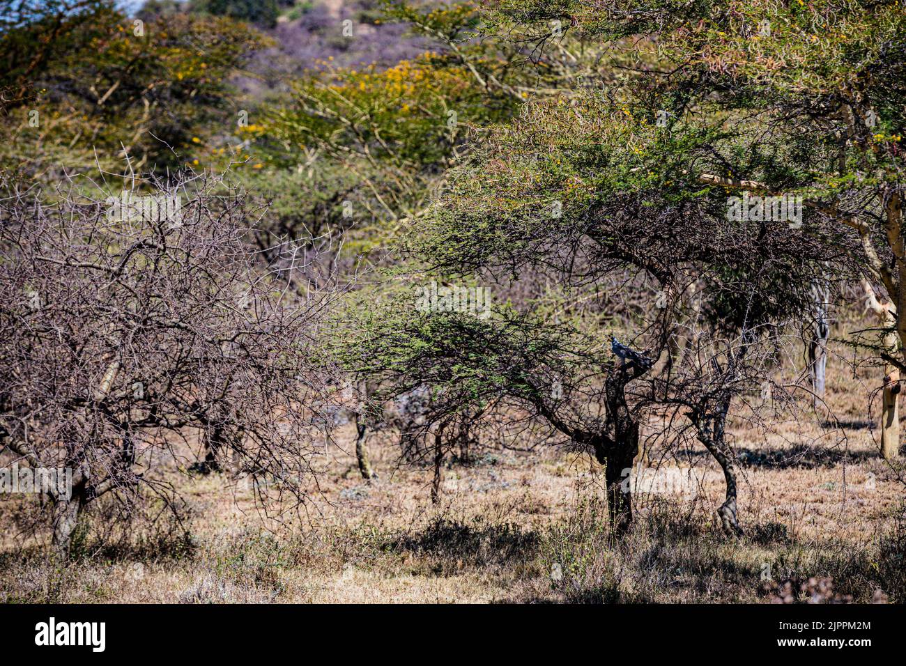 L'oiseau secrétaire a traditionnellement été admiré en Afrique pour son apparence frappante et sa capacité à faire face aux ravageurs et serpents Maasai Mara National Banque D'Images