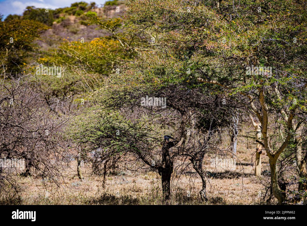 L'oiseau secrétaire a traditionnellement été admiré en Afrique pour son apparence frappante et sa capacité à faire face aux ravageurs et serpents Maasai Mara National Banque D'Images