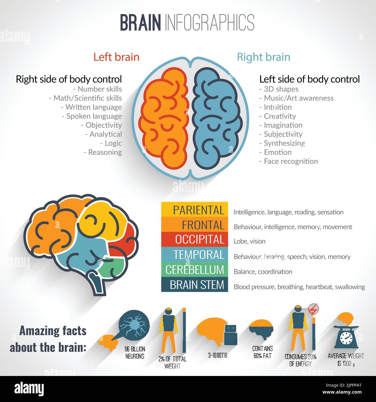 Structure du cerveau ensemble d'infographies analytiques gauche et ...