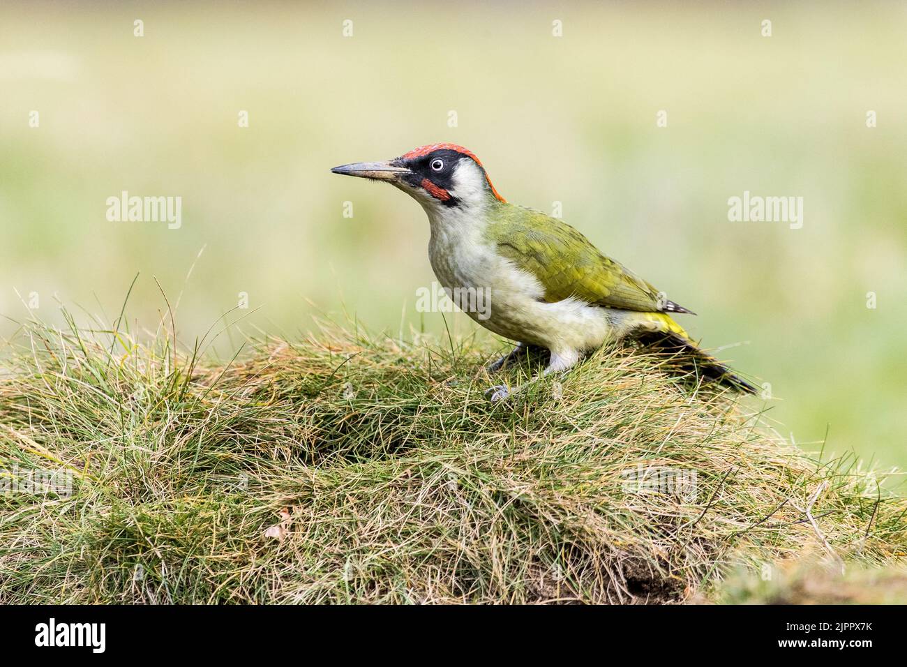 Un pic vert eurasien (Picus viridis) recherche de nourriture dans un pré, Lincolnshire, Angleterre Banque D'Images