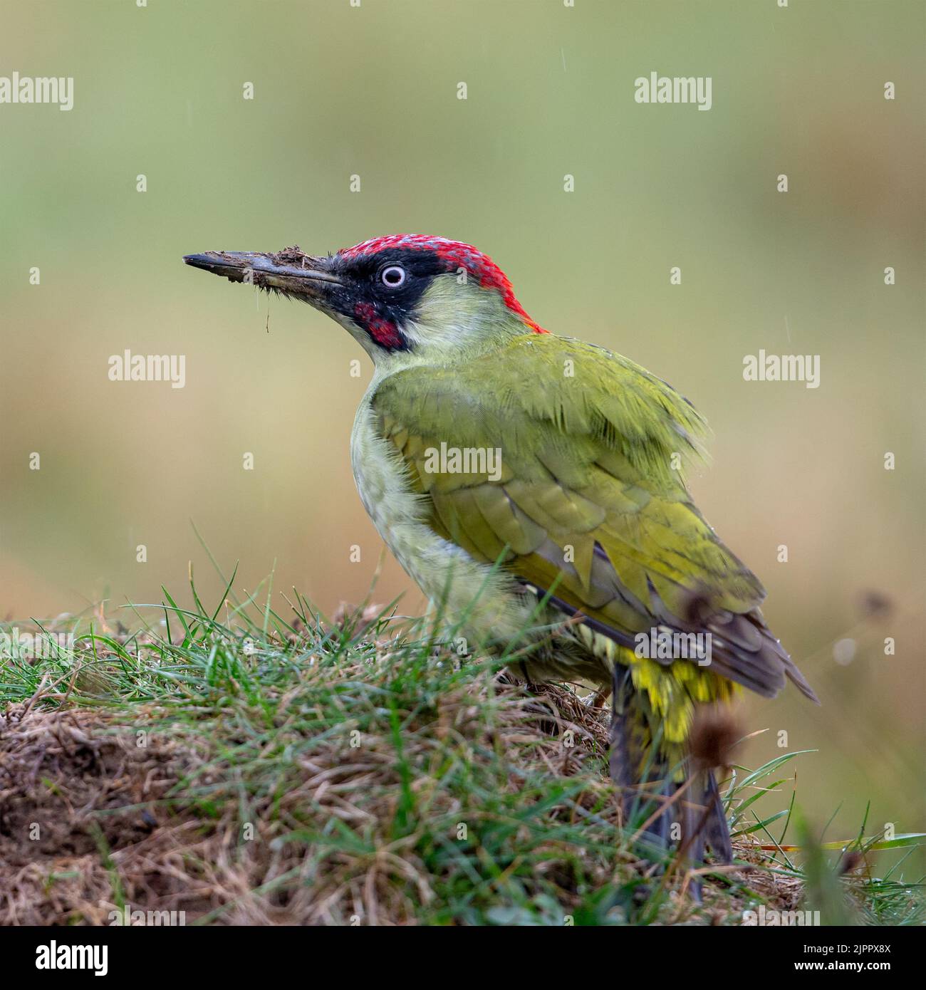 Un pic vert eurasien (Picus viridis) recherche de nourriture dans un pré, Lincolnshire, Angleterre Banque D'Images