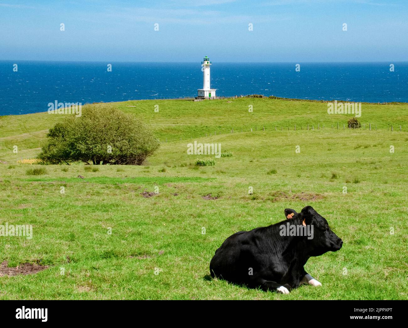 Phare de Cabo de Latres à Luces-Colunga, dans les Asturies (Espagne). Une vache couchée sur un pré vert Banque D'Images