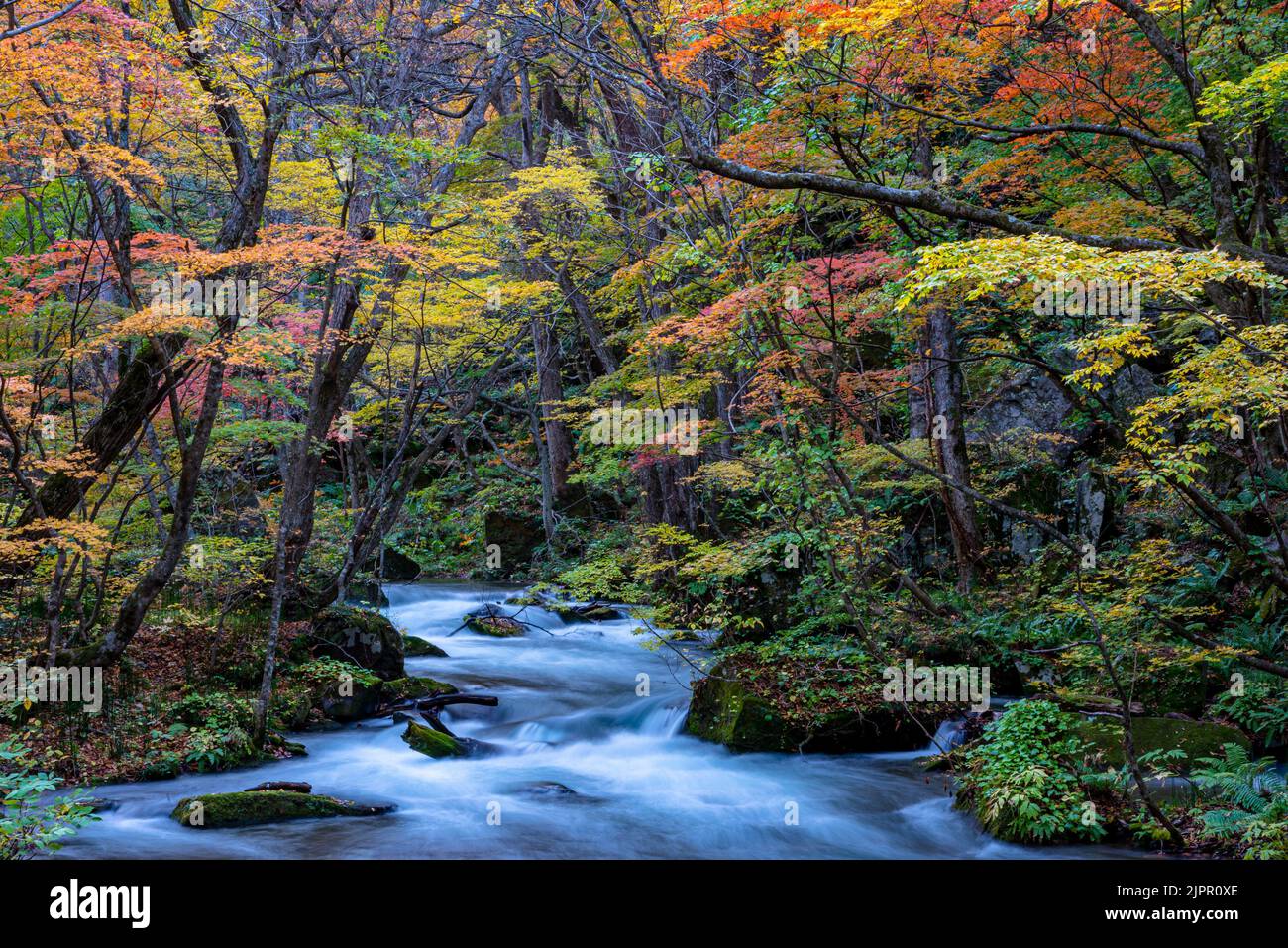 Feuillage d'automne Oirase Stream. Rivière coulant, feuilles tombées, rochers mousseux couleurs d'automne dans le parc national de Towada Hachimantai, Aomori, Japon. Banque D'Images