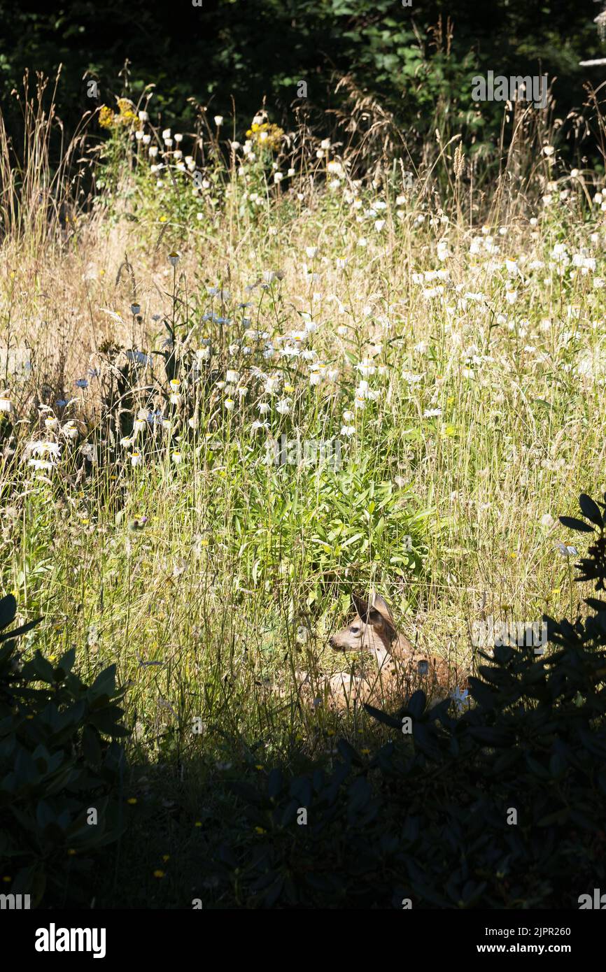 Un jeune fauve allongé dans un pré herbacé avec des fleurs sauvages. Banque D'Images