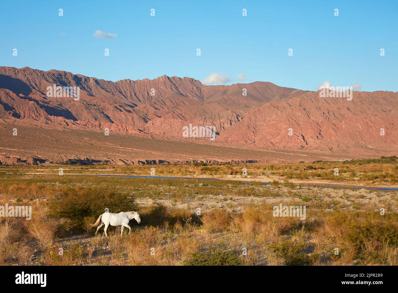 Un cheval blanc sauvage dans la vallée de Calchaqui au coucher du soleil, province de Salta, Argentine. Banque D'Images