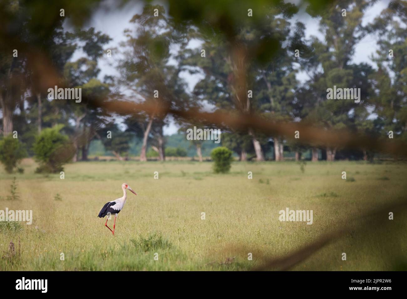 Une cigogne marche dans un champ dans les pampas argentins, Las Flores, Argentine. Banque D'Images