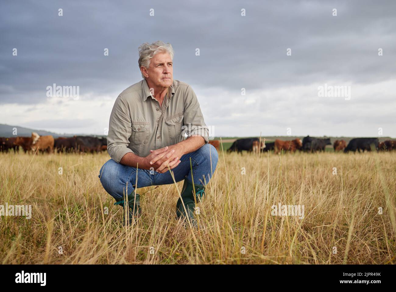 Un agriculteur sérieux et professionnel qui pense dans un champ avec un troupeau de vaches et de veaux dans un champ d'herbe de nature ouverte à l'extérieur sur une ferme de bétail. Agriculture homme Banque D'Images