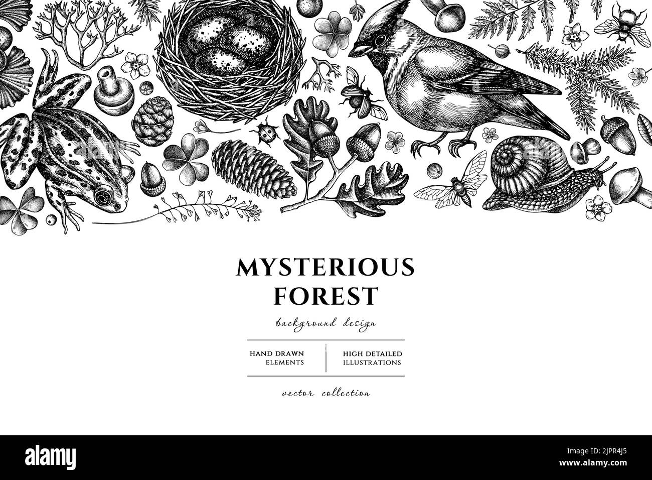 Mystérieuse forêt dessin d'illustration à la main. Arrière-plan avec cirage d'esquisse, escargot, nid, grenouille de piscine, mousse, branche d'épinette, cônes de pin, insecte Illustration de Vecteur Mystérieuse forêt dessin d'illustration à la main. Arrière-plan avec cirage d'esquisse, escargot, nid, grenouille de piscine, mousse, branche d'épinette, cônes de pin, insecte Illustration de Vecteur