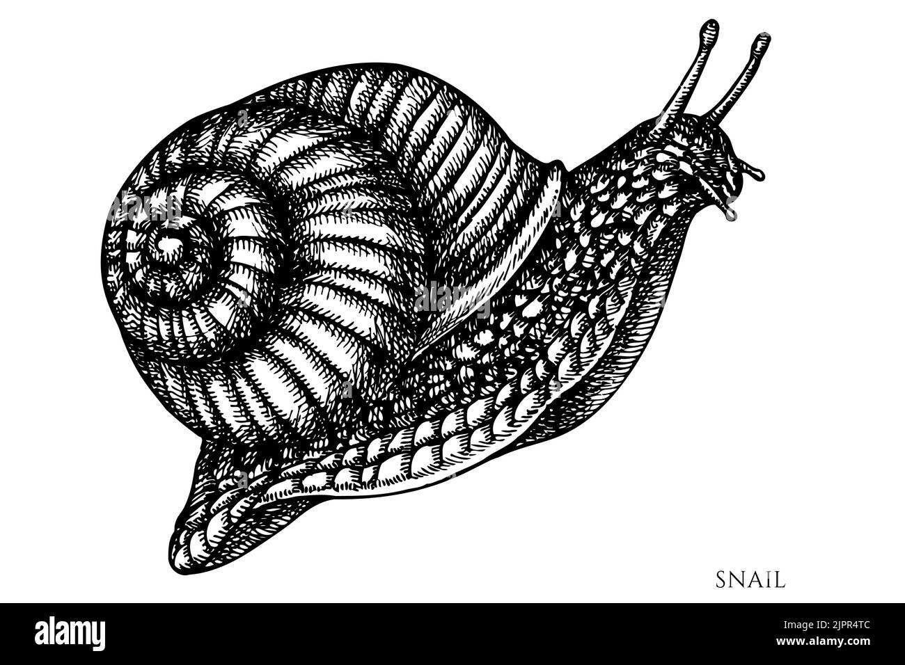 Collection mystérieuse d'illustrations vectorielles anciennes de forêt. Escargot noir et blanc. Illustration de Vecteur