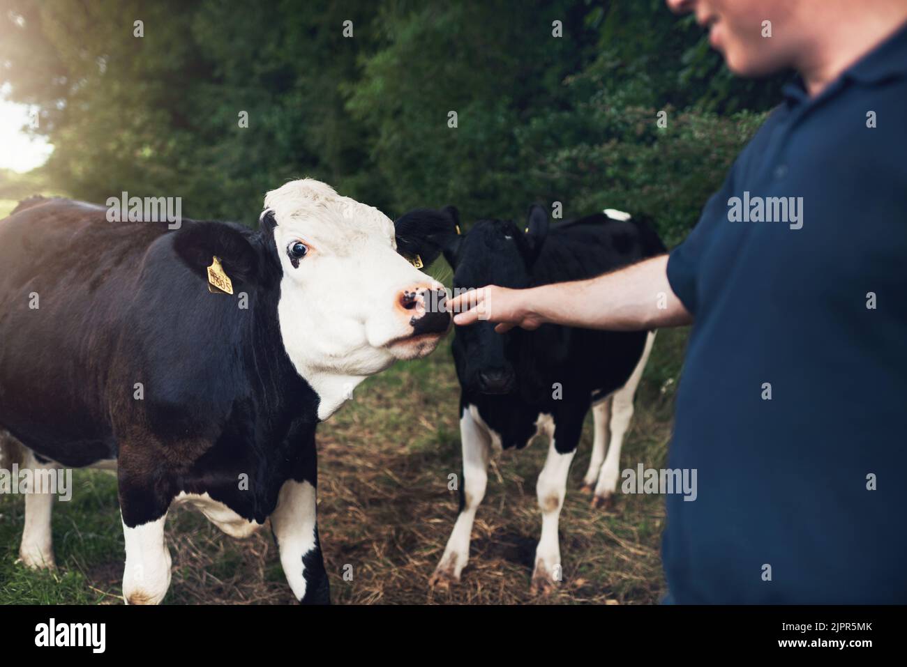 Là vous allez mon cher. Un fermier mâle méconnaissable touchant une de ses vaches sur le nez dehors pendant la journée. Banque D'Images