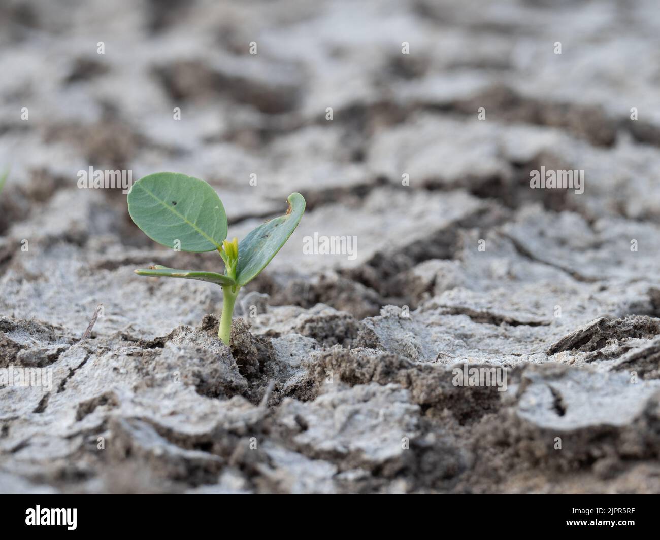 Gros plan d'une germination de plantules dans une terre fissurée pendant une sécheresse au Texas. Photographié avec une mise au point sélective. Banque D'Images