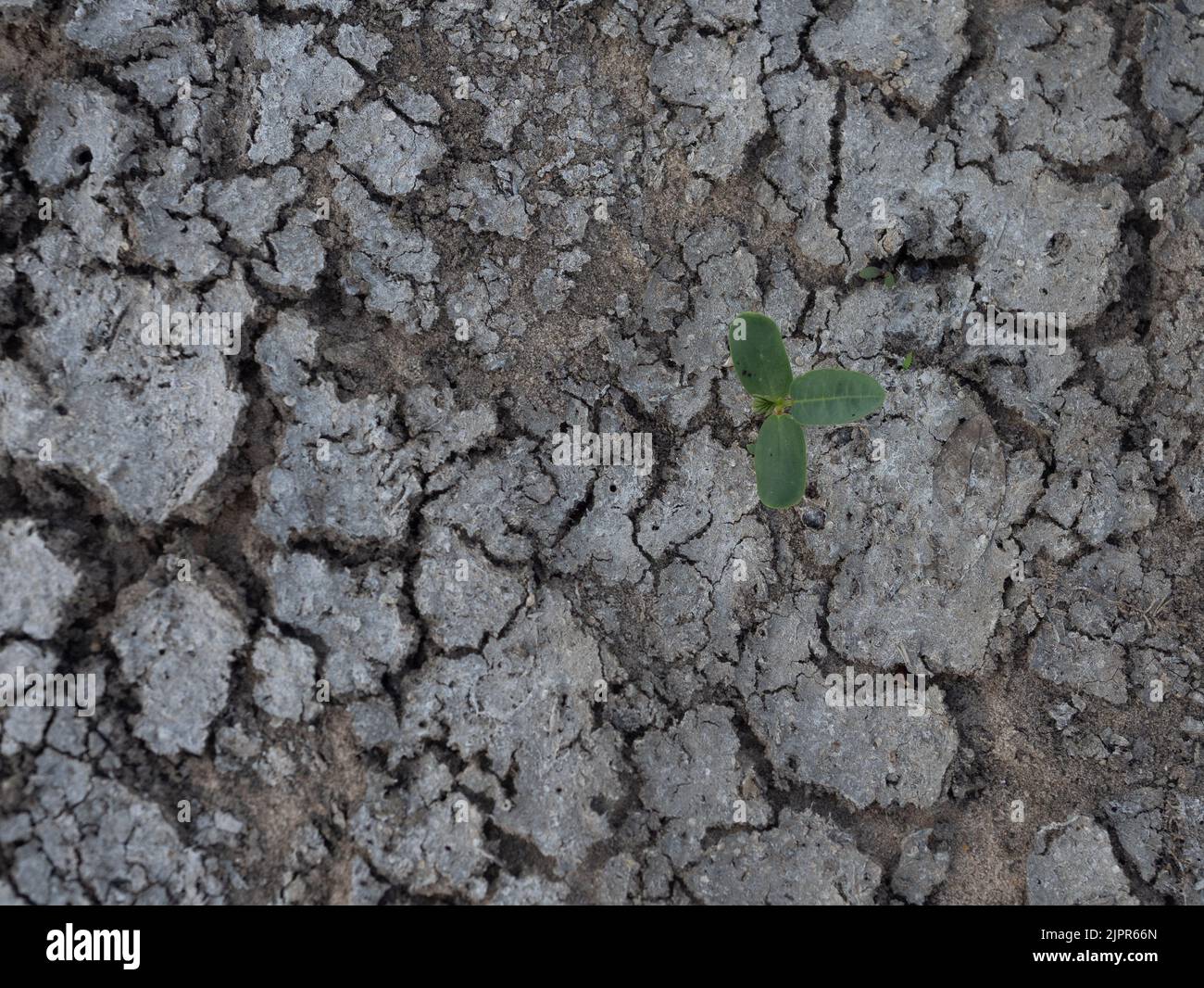 Germination de semis à trois feuilles sur terre sèche et fissurée dans le réservoir de la branche de l'ours séché à Spring, Texas. Photographié d'en haut. Banque D'Images