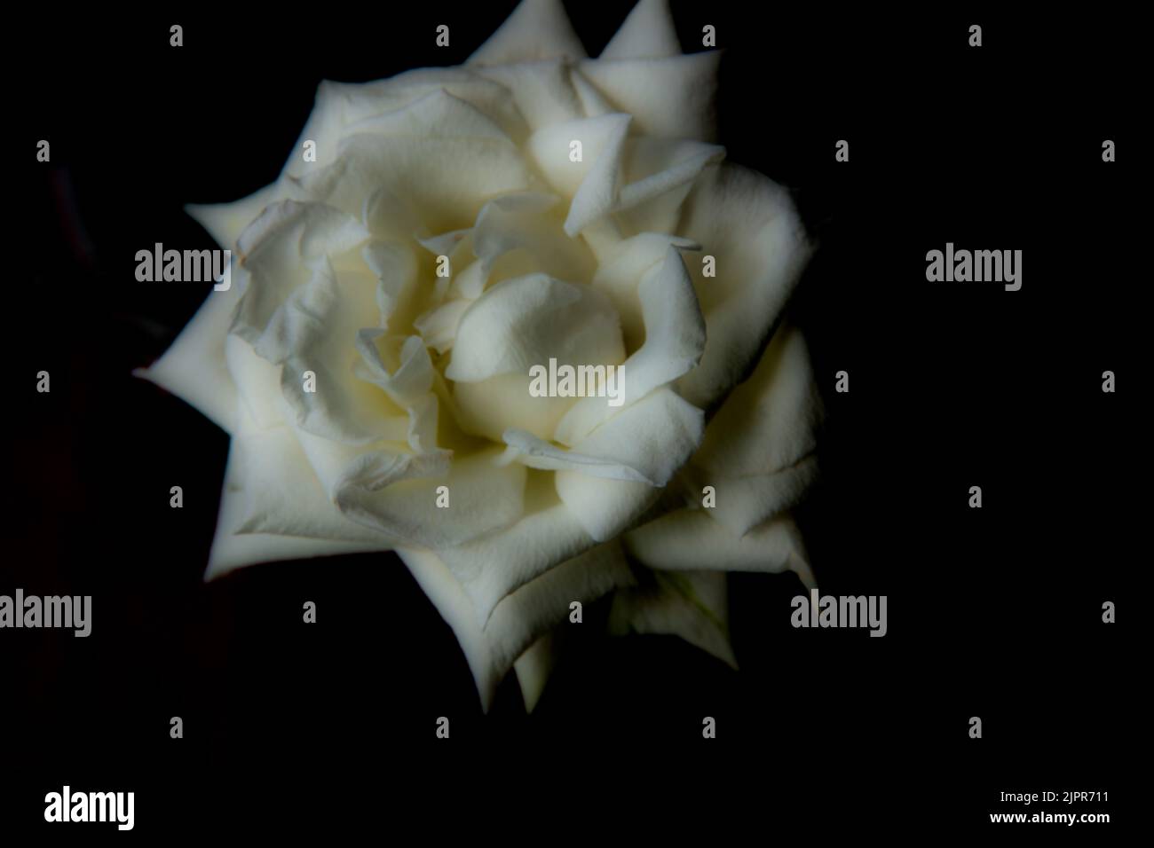 Fleur rose blanche à mise au point douce sur fond noir Banque D'Images