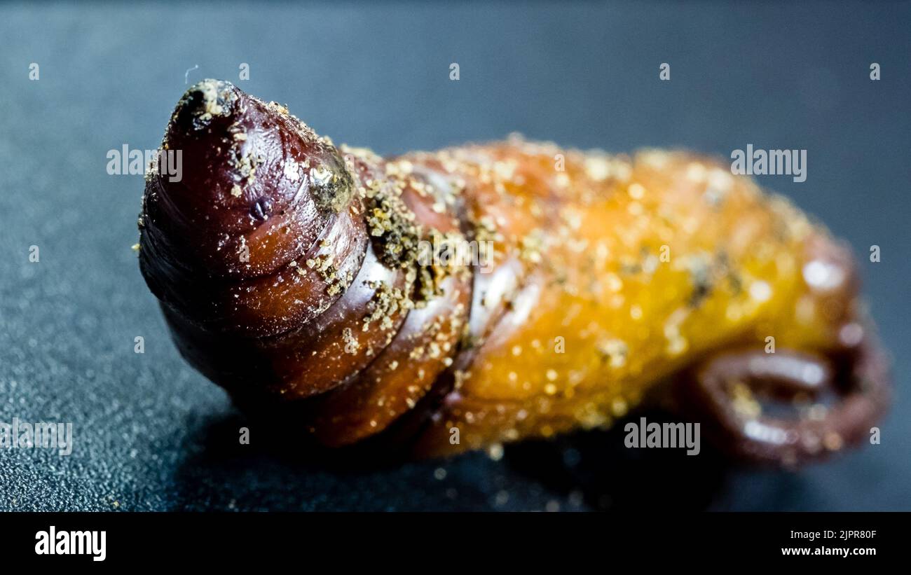 Pupa de la papillon des papillons Sphinx trouvé dans le jardin Banque D'Images