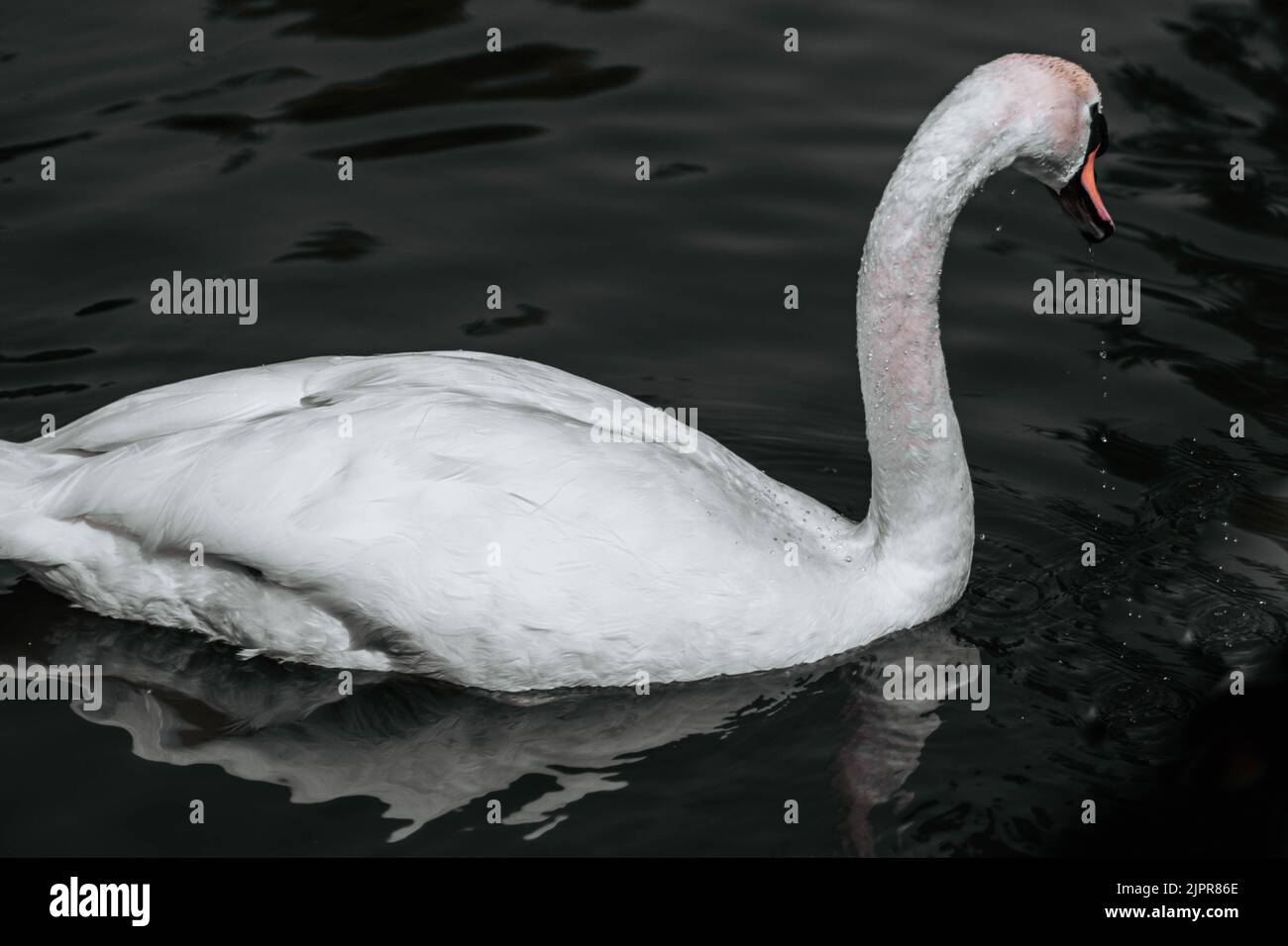 Cygne bosse, Cygnus olor, natation, vue rapprochée. Banque D'Images