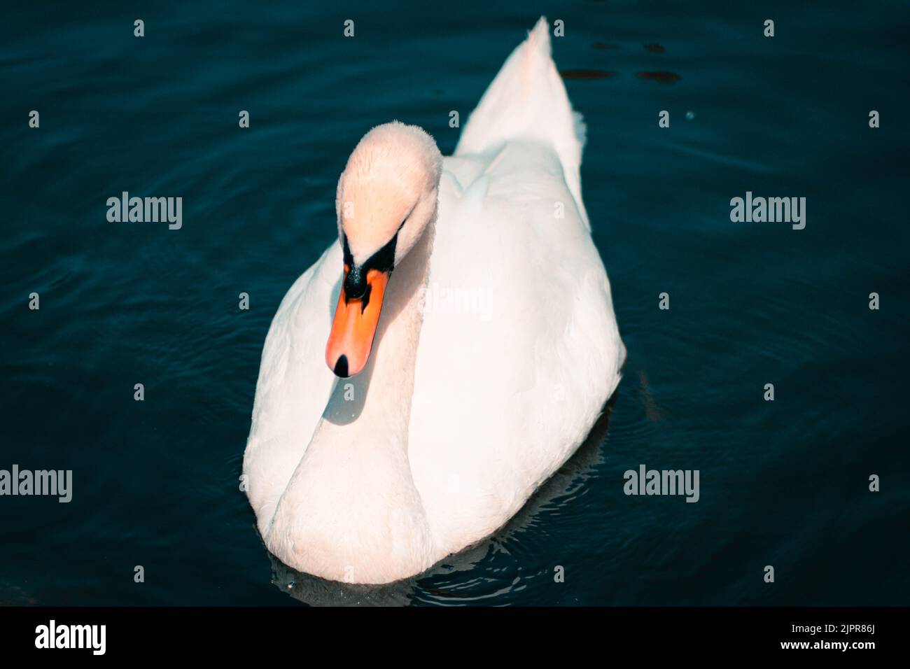 Cygne bosse, Cygnus olor, natation, vue rapprochée. Banque D'Images