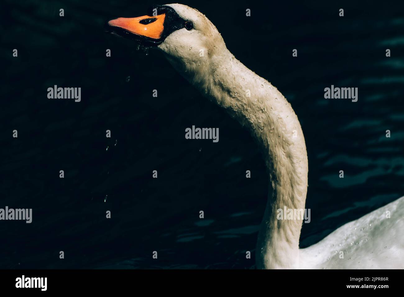 Cygne bosse, Cygnus olor, natation, vue rapprochée. Banque D'Images